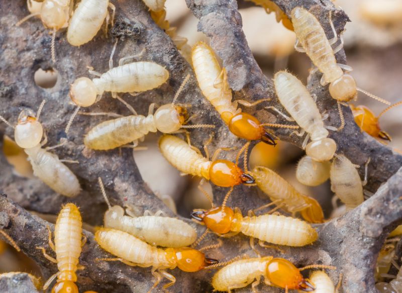 Commercial Termite Removal