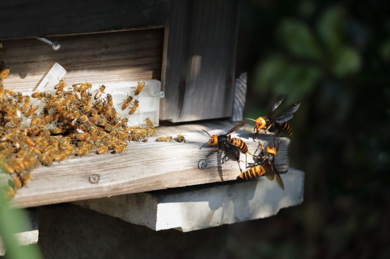 Hornet Nest Removal