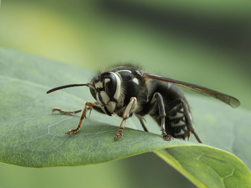 Hornet Nest Removal
