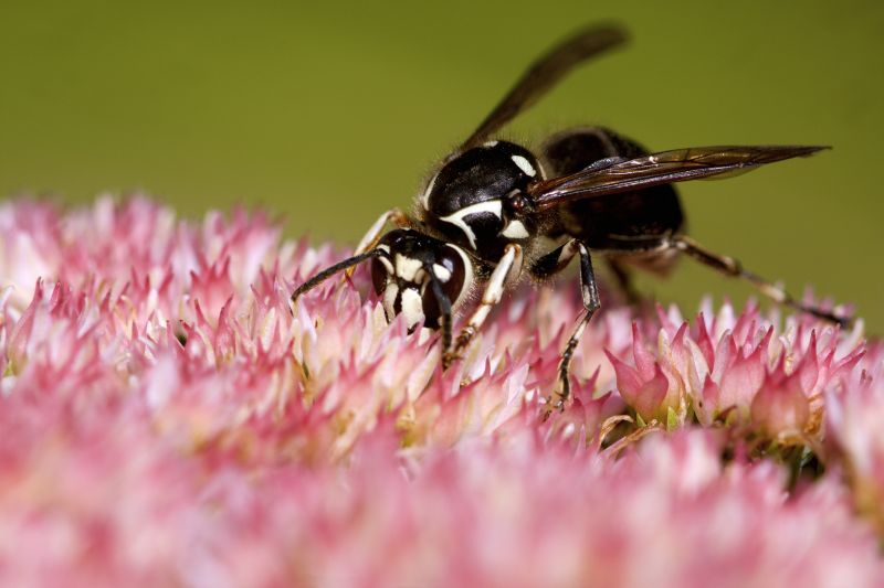 Hornet Nest Removal