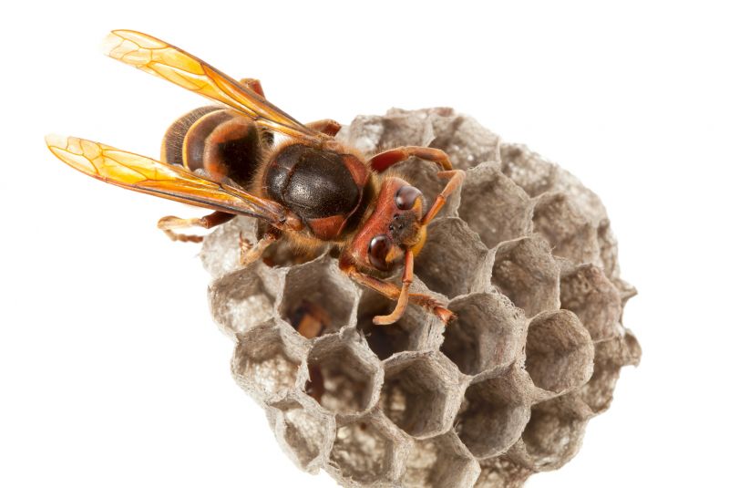 Hornet Nest Removal