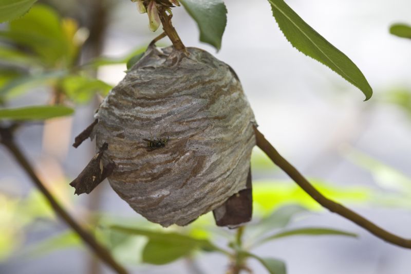 Hornet Nest Exterior