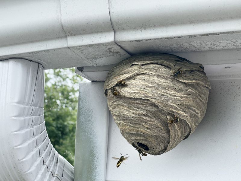 Hornet Nest on Building