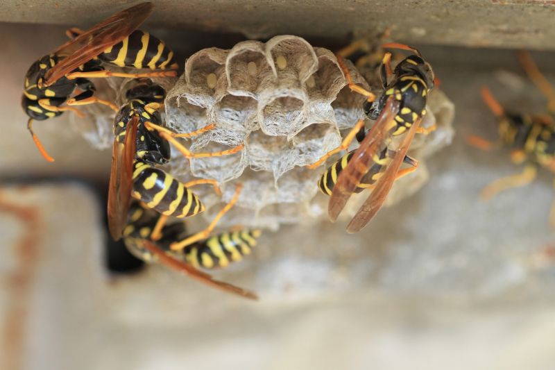 Hornet Nest in Attic