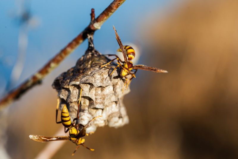 Hornet Nest in Spring