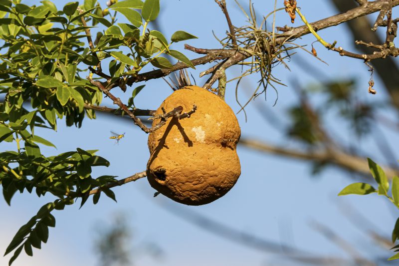 Hornet Nest on Building