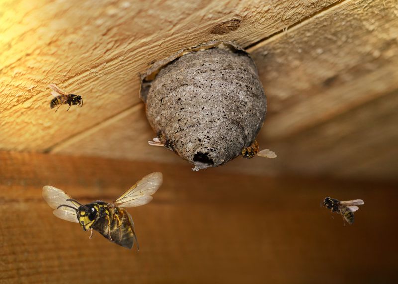 Expert assessing the hornet nest for removal.