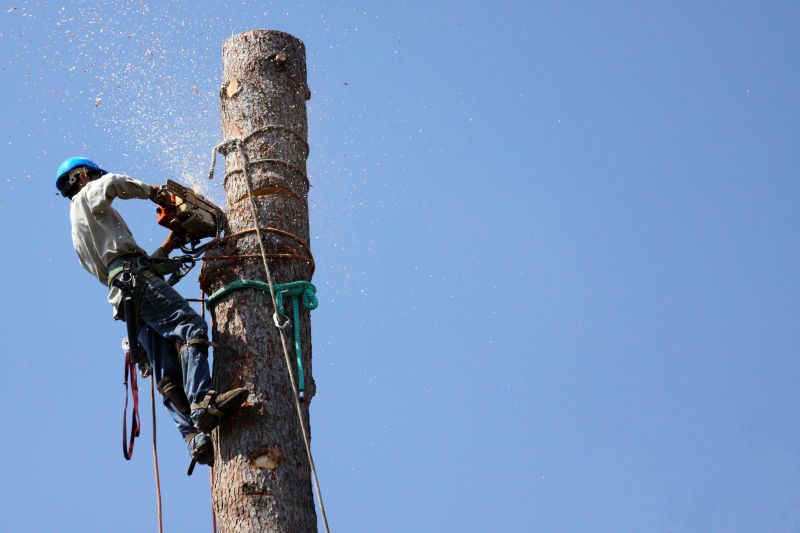 Removing a hornet nest from a tree.